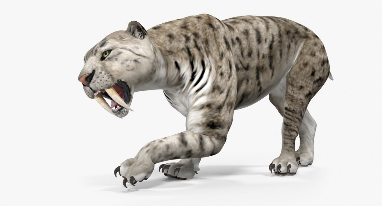 Arctic Saber Tooth Cat Rigged 3D model