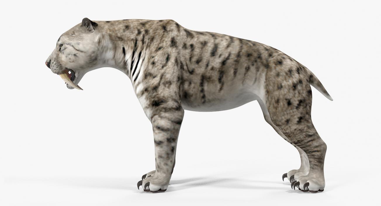 Arctic Saber Tooth Cat Rigged 3D model