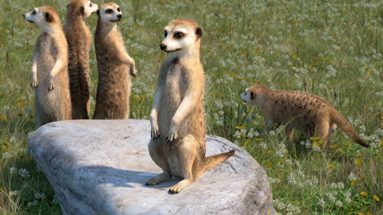 Meerkat Sitting Pose Fur 3D model