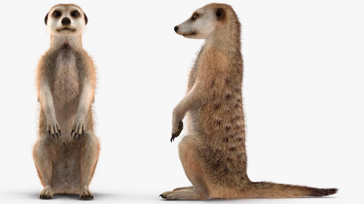 Meerkat Sitting Pose Fur 3D model