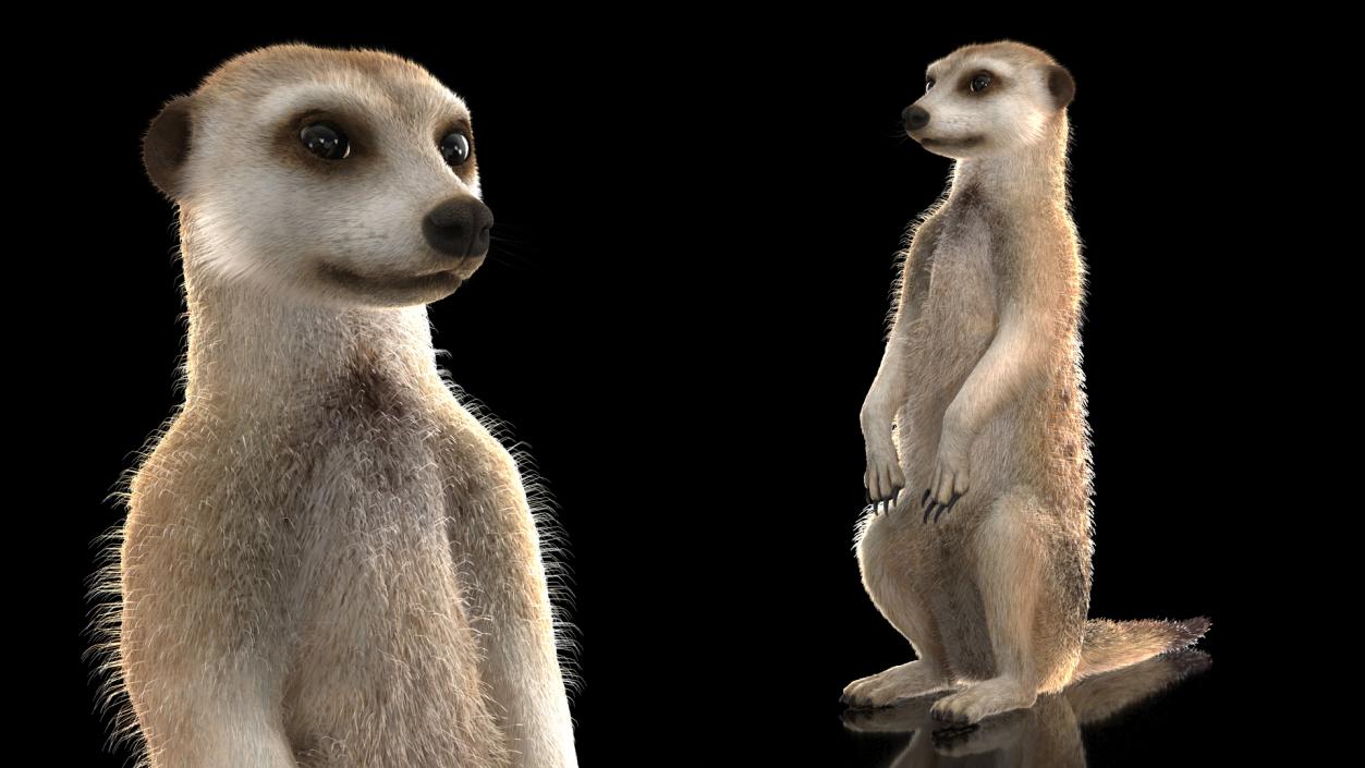 Meerkat Sitting Pose Fur 3D model