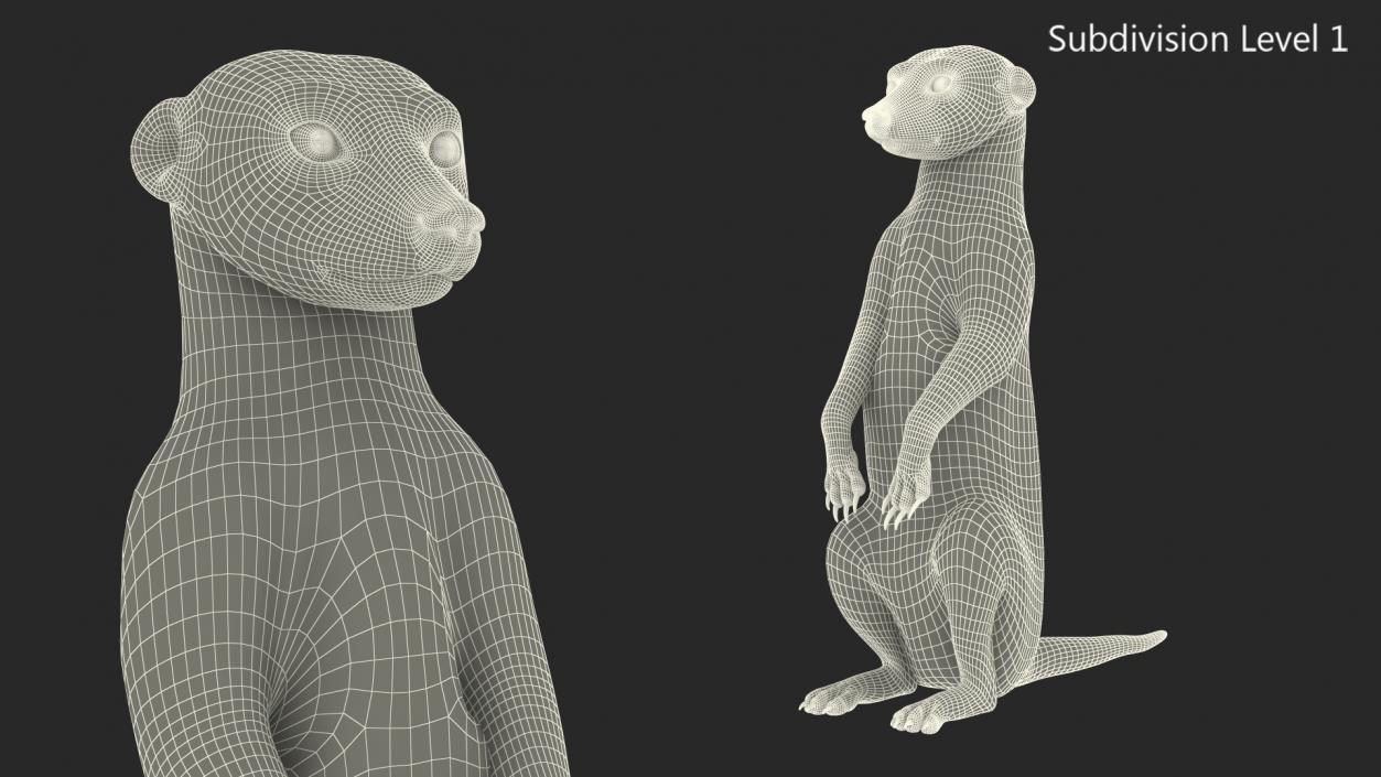 Meerkat Sitting Pose Fur 3D model