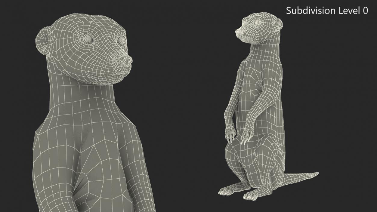 Meerkat Sitting Pose Fur 3D model