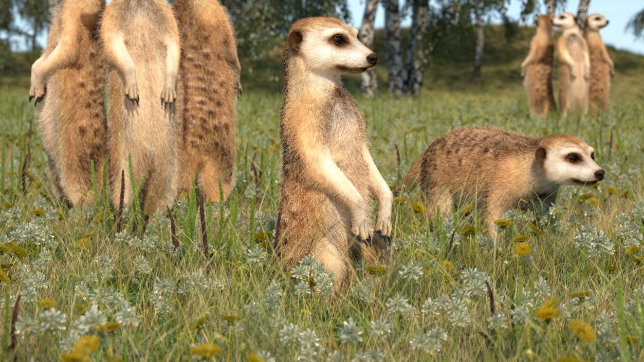 Meerkat Sitting Pose Fur 3D model