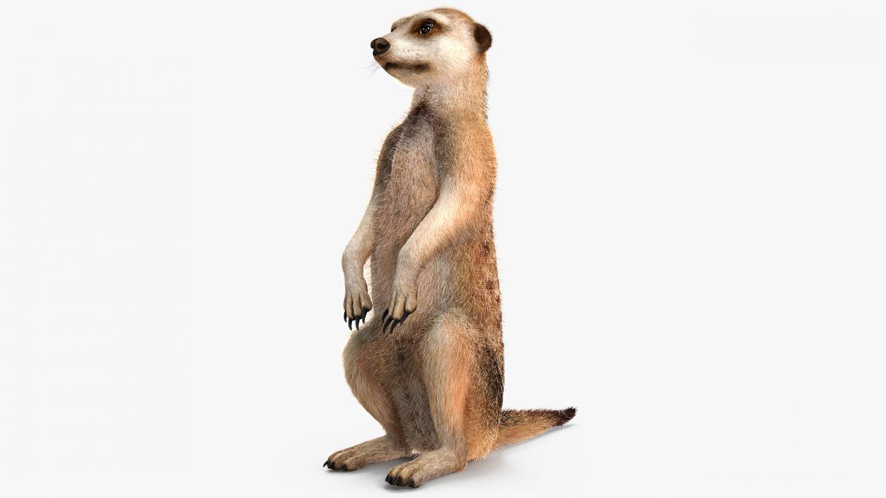 Meerkat Sitting Pose Fur 3D model