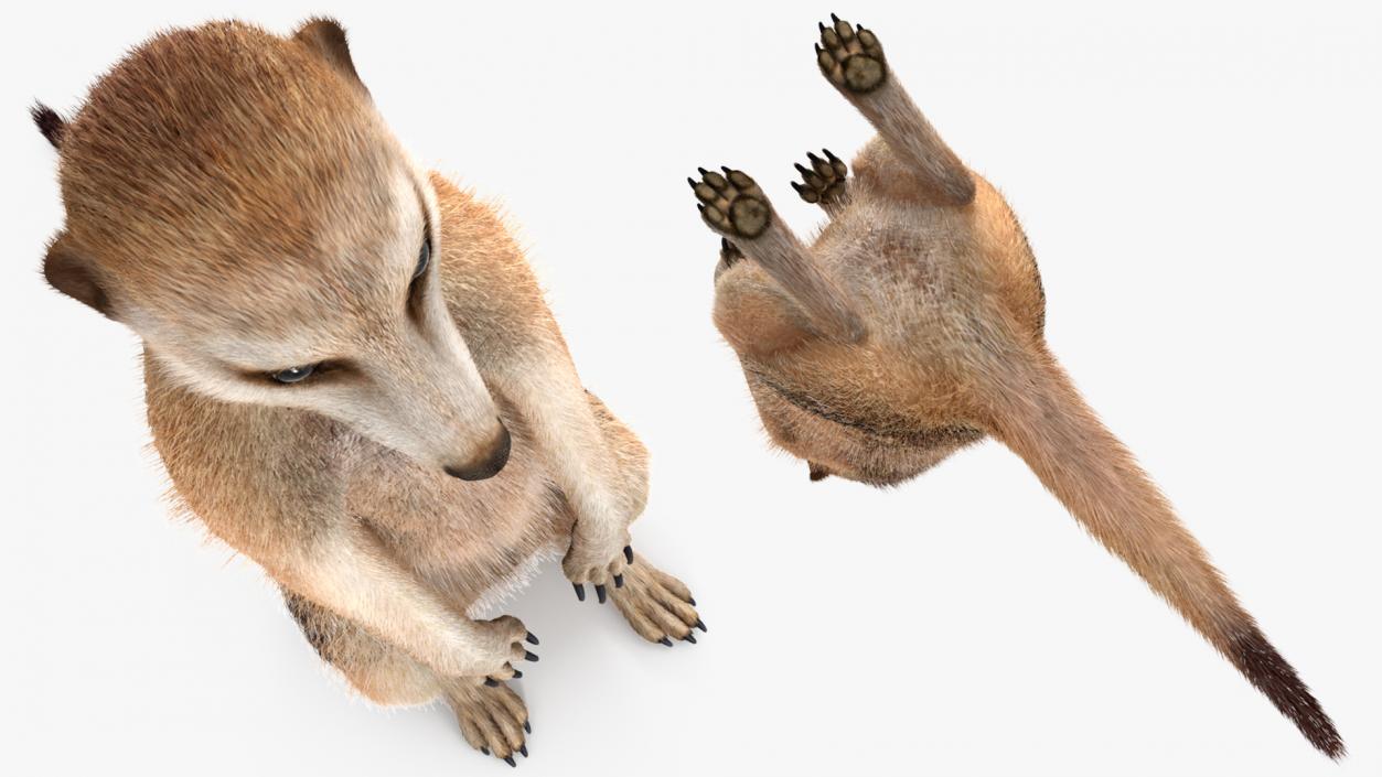 Meerkat Sitting Pose Fur 3D model