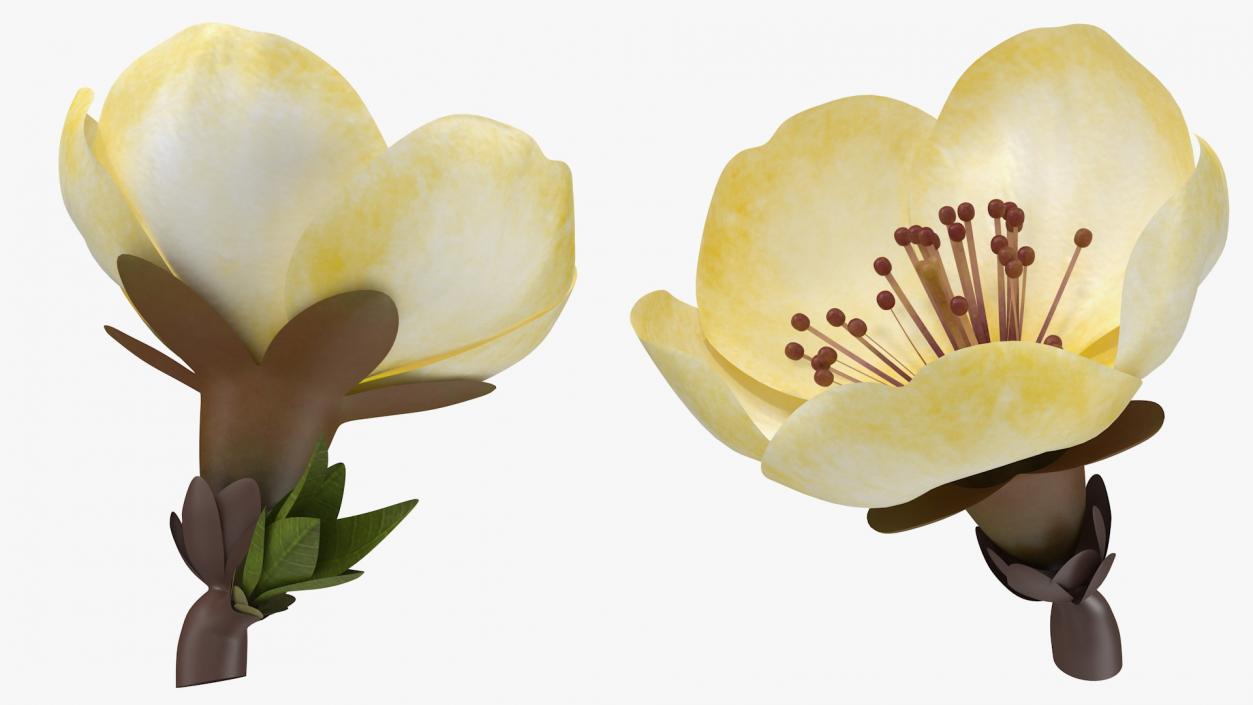 3D model Yellow Cherry Flower