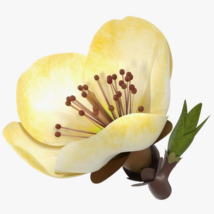 3D model Yellow Cherry Flower