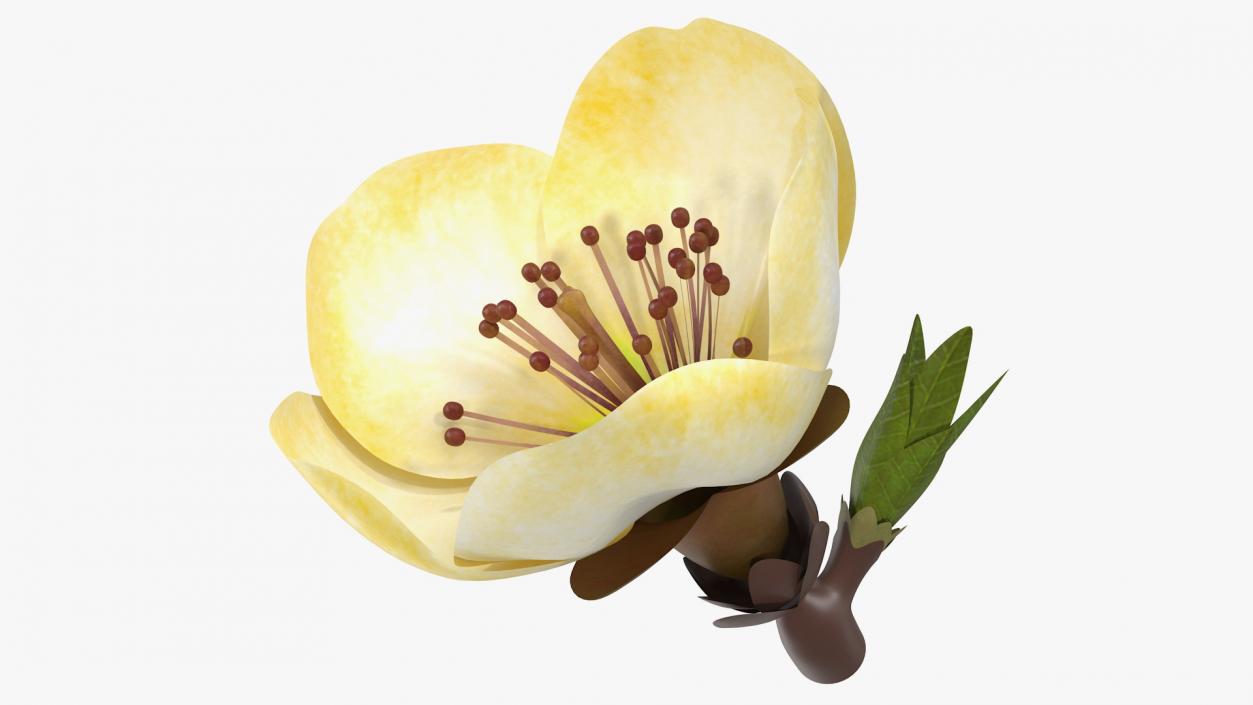 3D model Yellow Cherry Flower