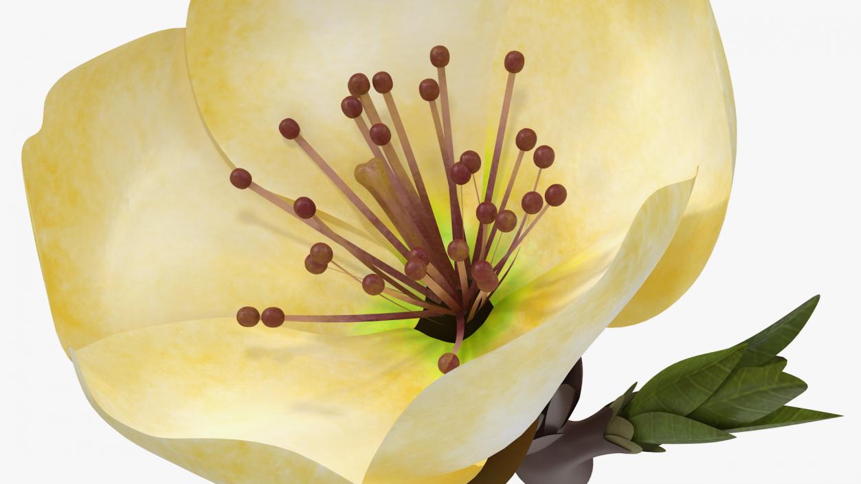 3D model Yellow Cherry Flower