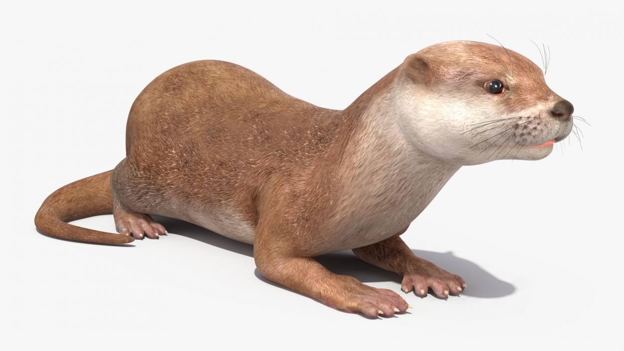 3D North American River Otter Rigged model