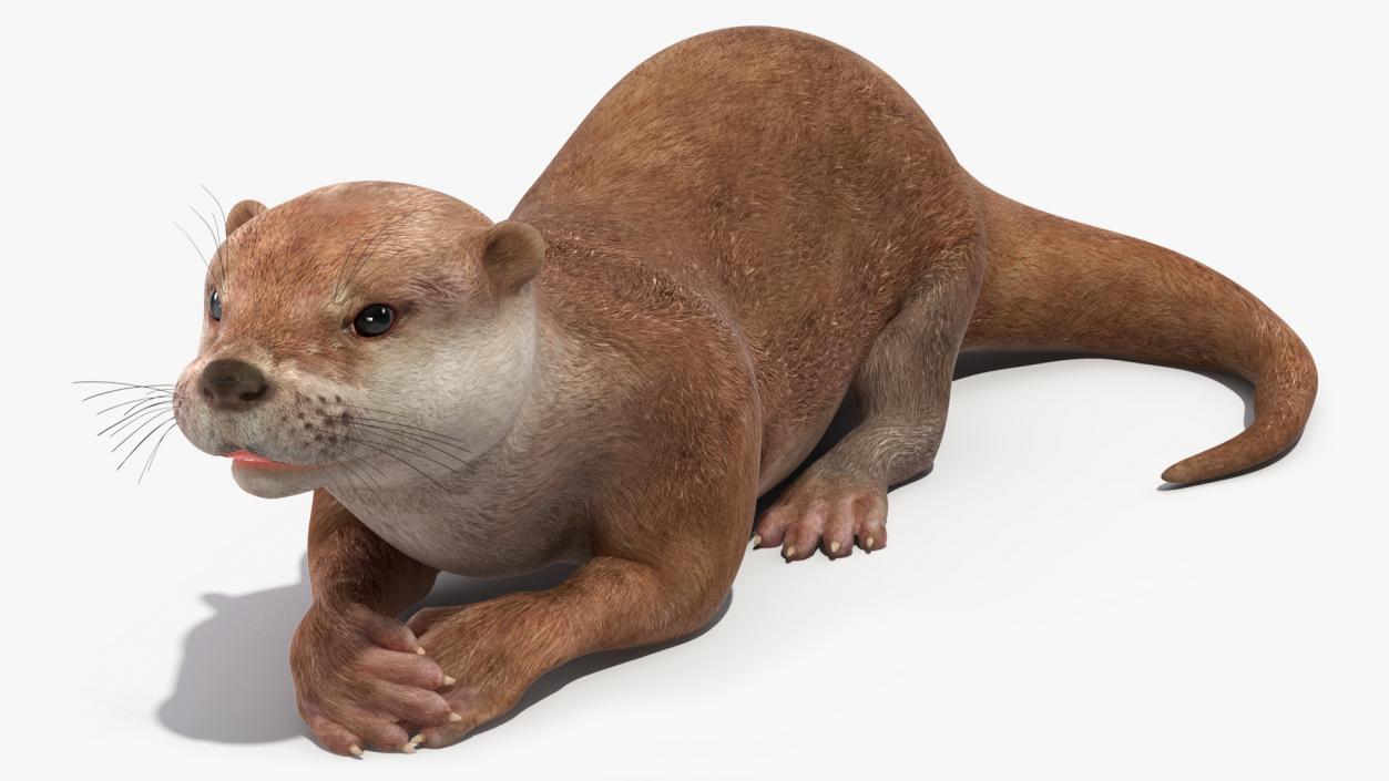 3D North American River Otter Rigged model