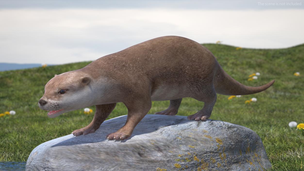 3D North American River Otter Rigged model