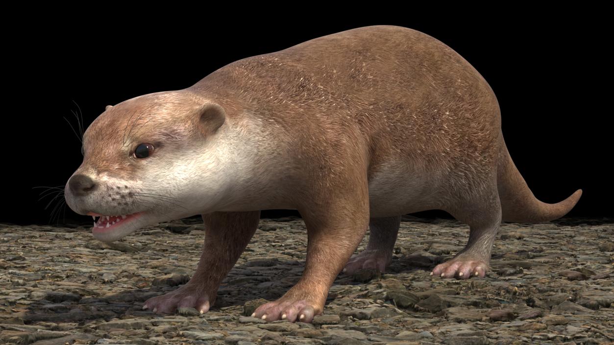 3D North American River Otter Rigged model