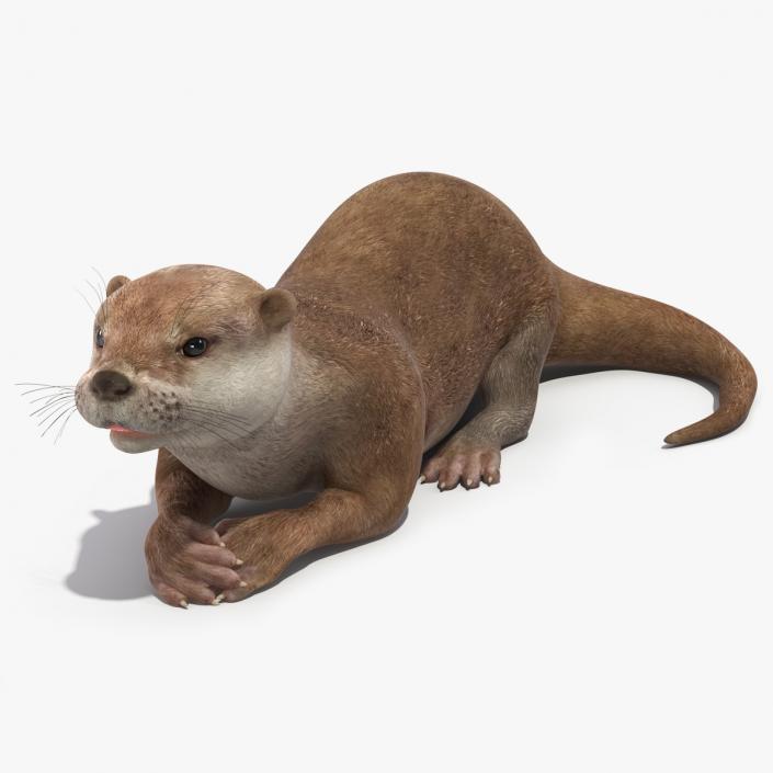 3D North American River Otter Rigged model