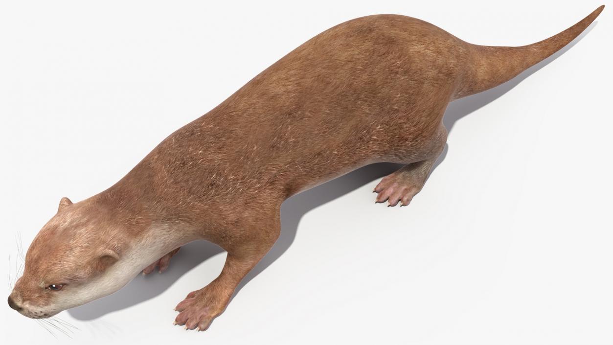 3D North American River Otter Rigged model