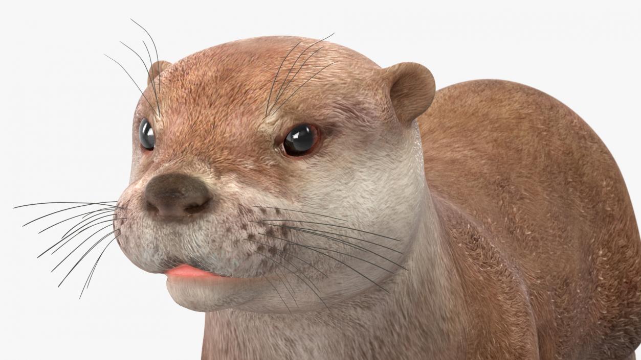 3D North American River Otter Rigged model