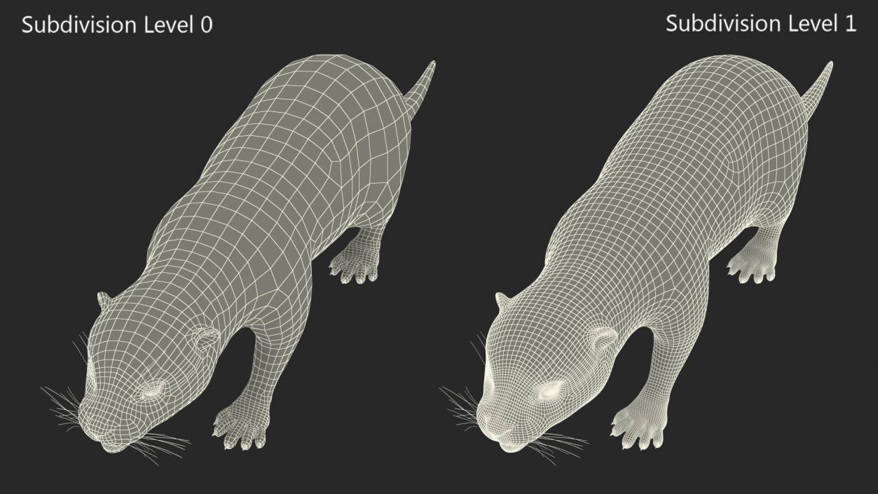 3D North American River Otter Rigged model