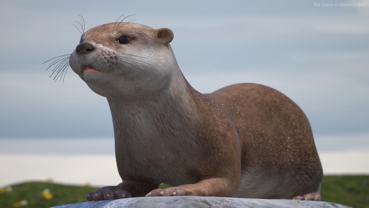 3D North American River Otter Rigged model