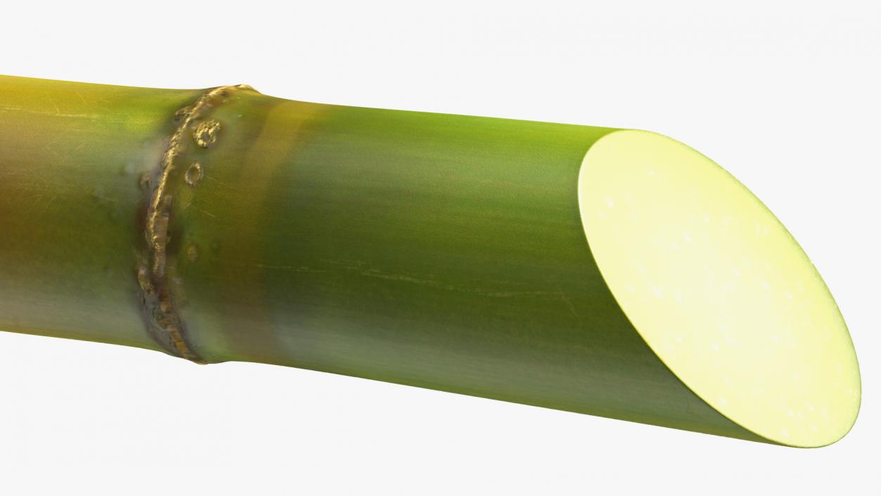 3D Green Sugarcane Stick