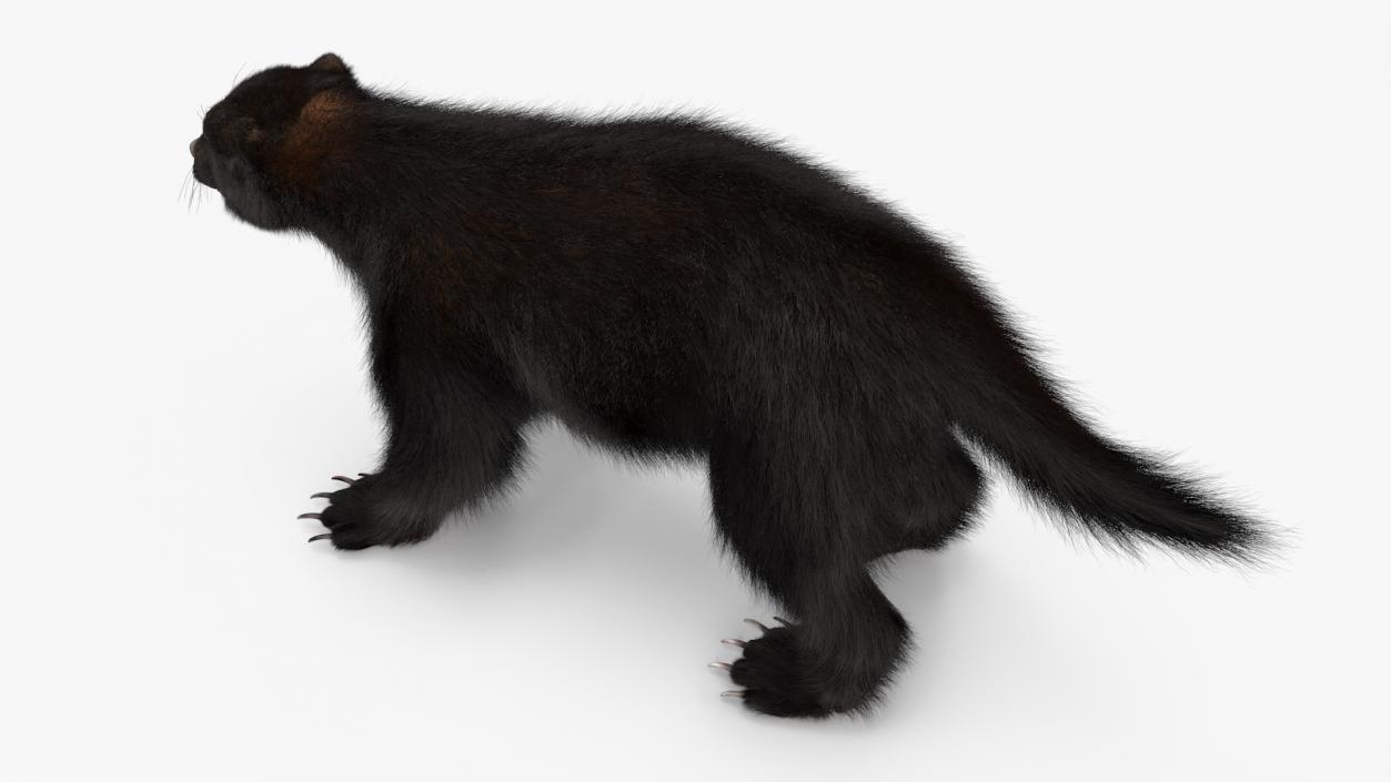 Land Mammals Fur Collection 3 3D model