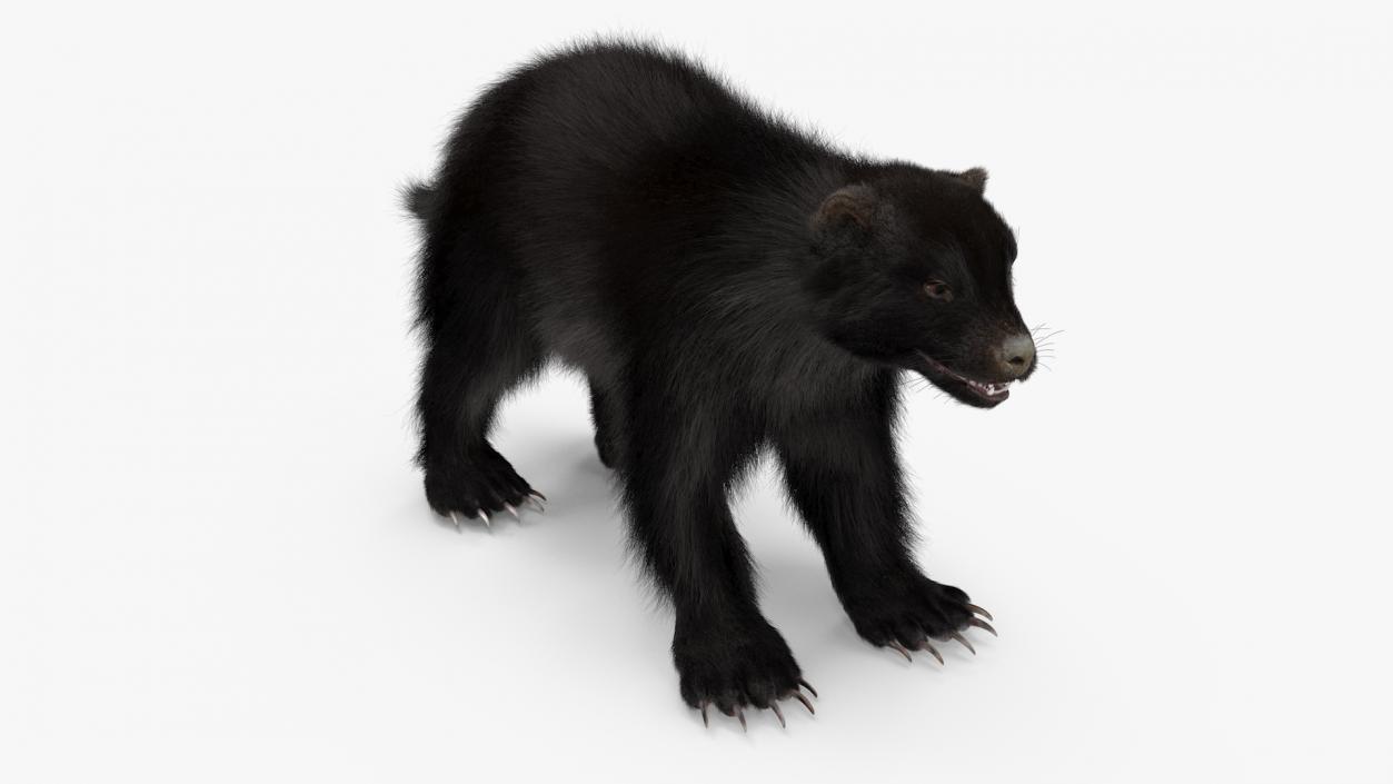 Land Mammals Fur Collection 3 3D model