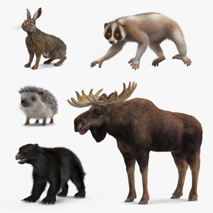 Land Mammals Fur Collection 3 3D model