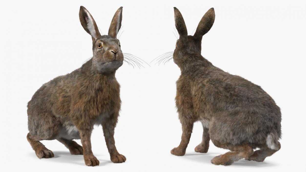 Land Mammals Fur Collection 3 3D model