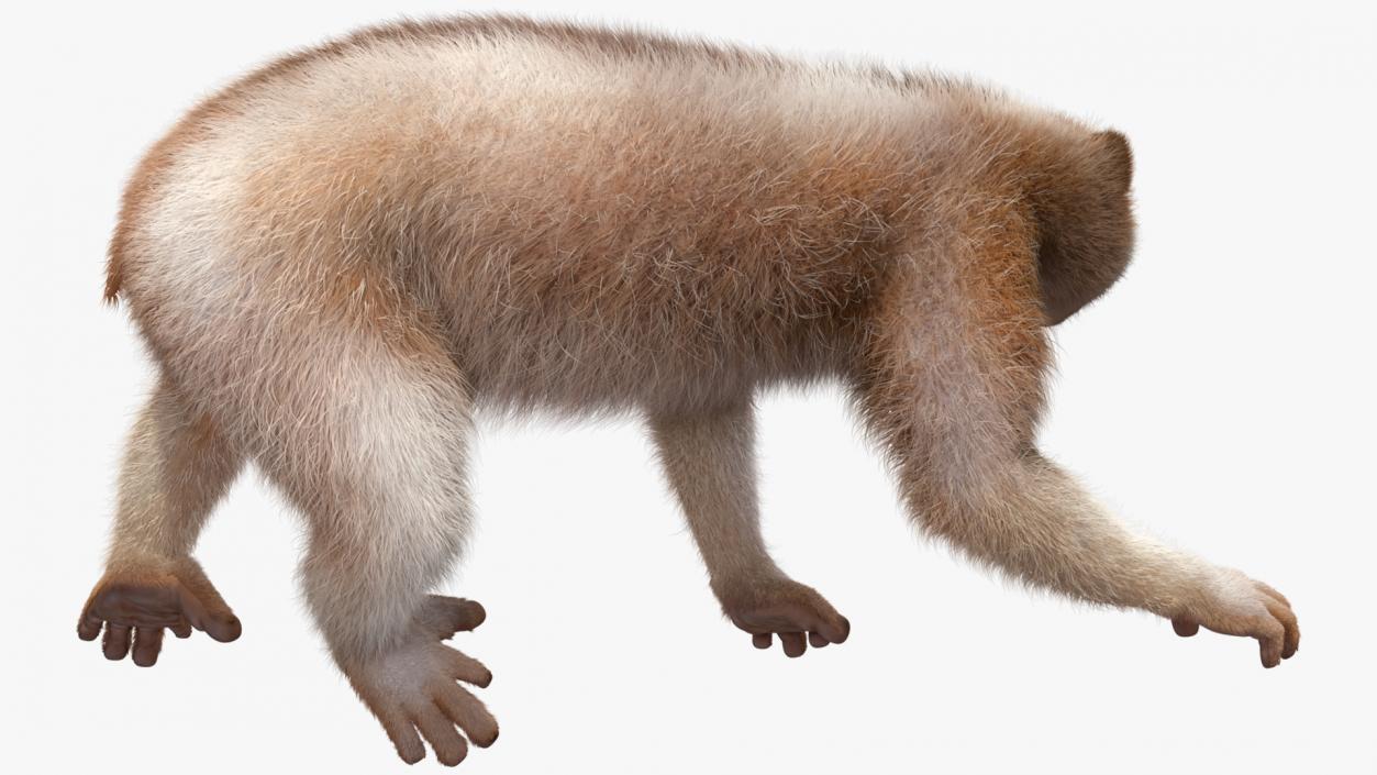 Land Mammals Fur Collection 3 3D model