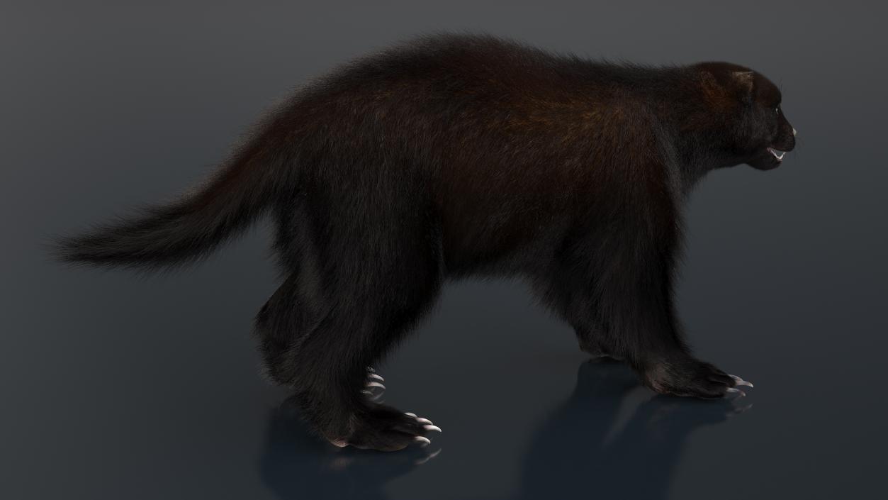 Land Mammals Fur Collection 3 3D model