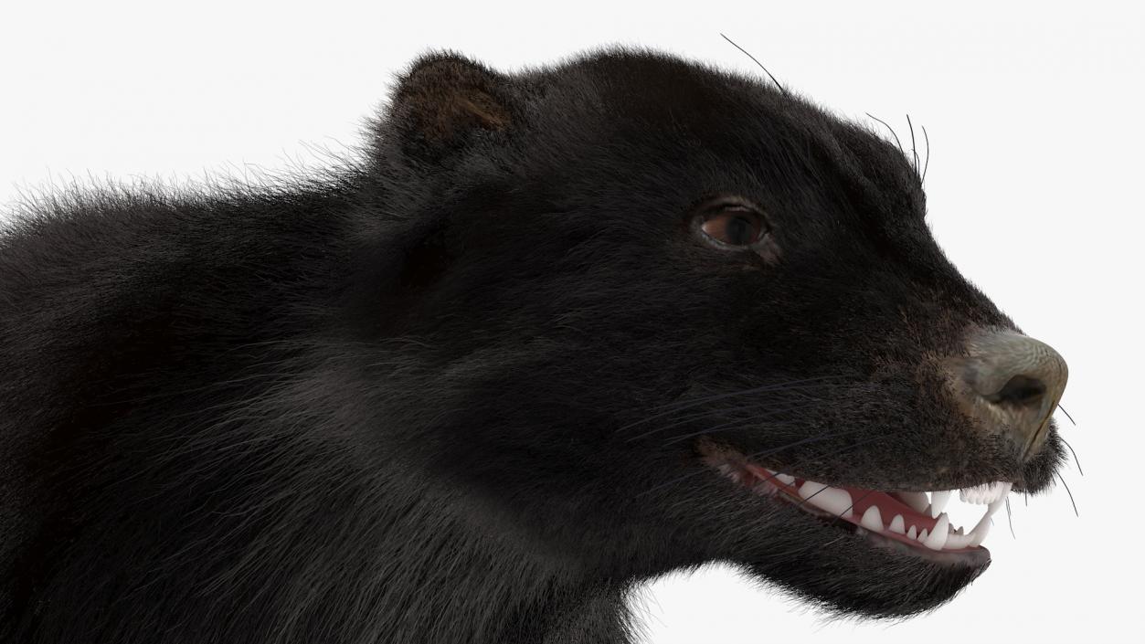 Land Mammals Fur Collection 3 3D model