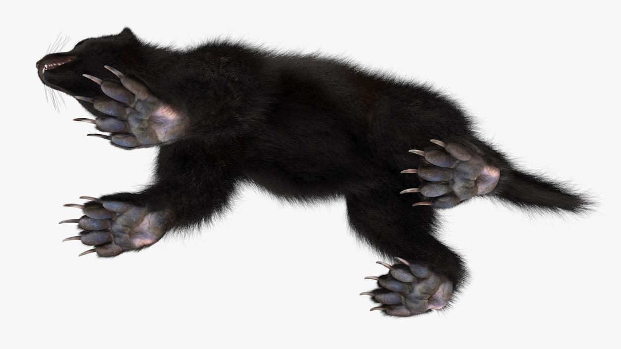 Land Mammals Fur Collection 3 3D model