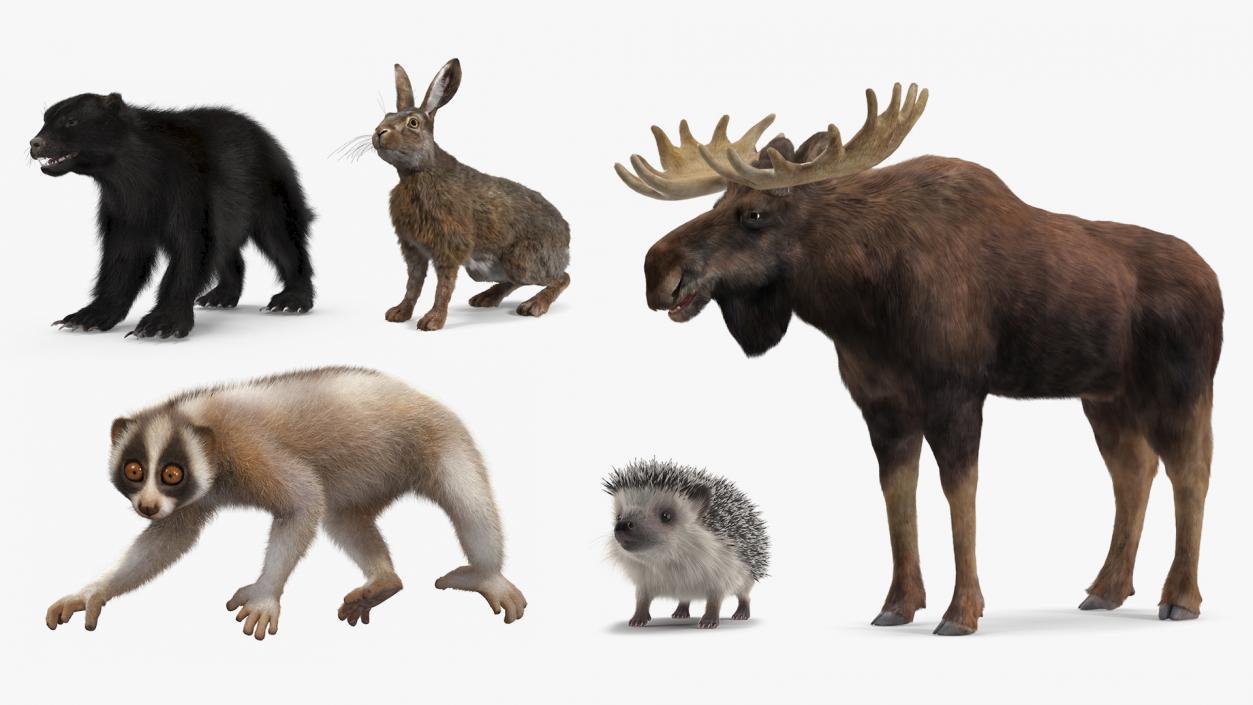 Land Mammals Fur Collection 3 3D model