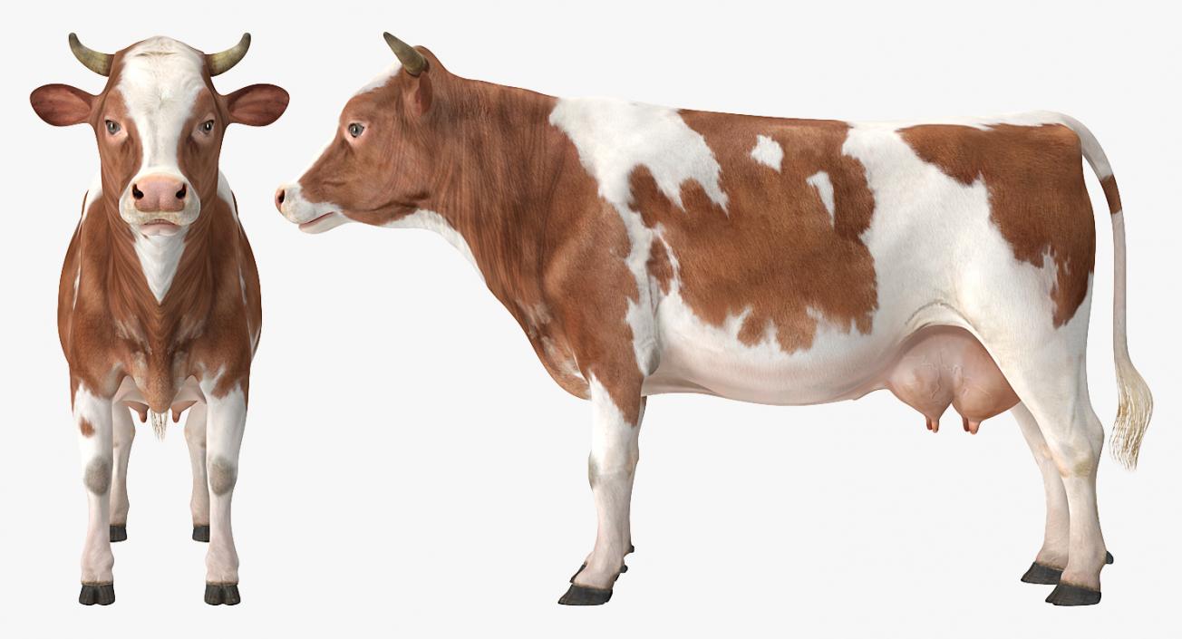 3D model Cow Rigged