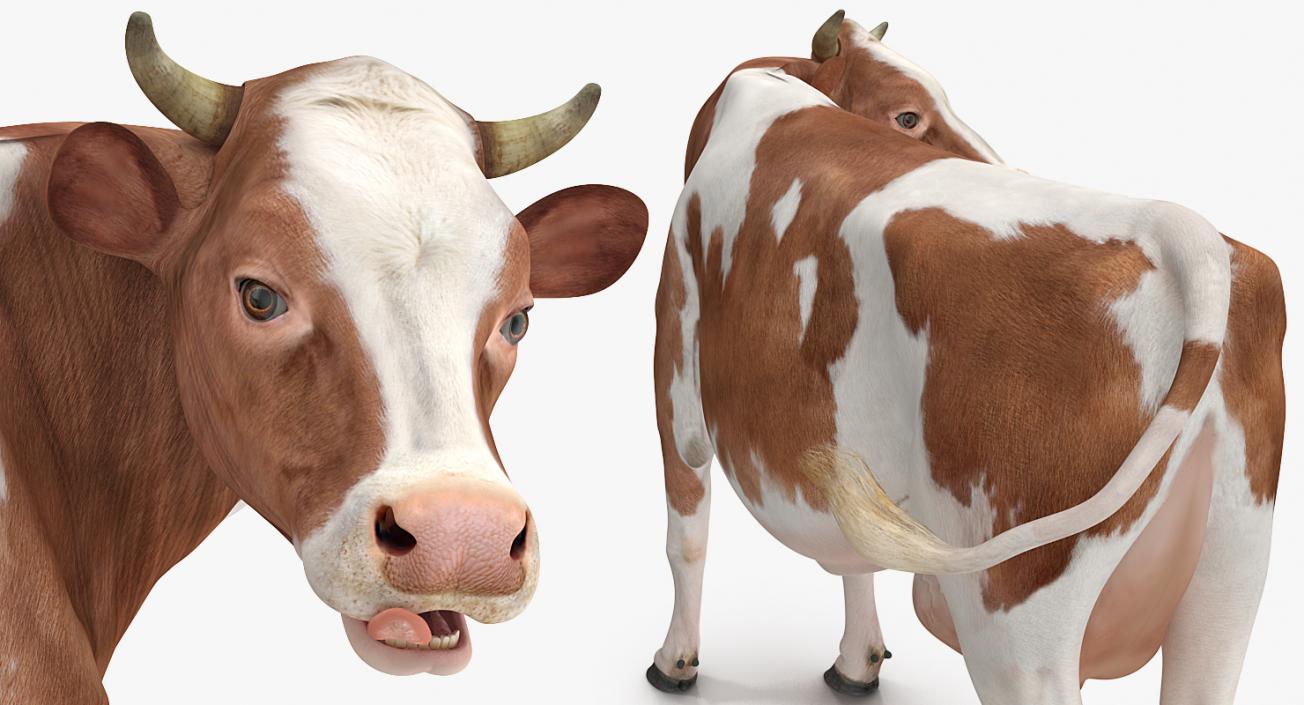 3D model Cow Rigged