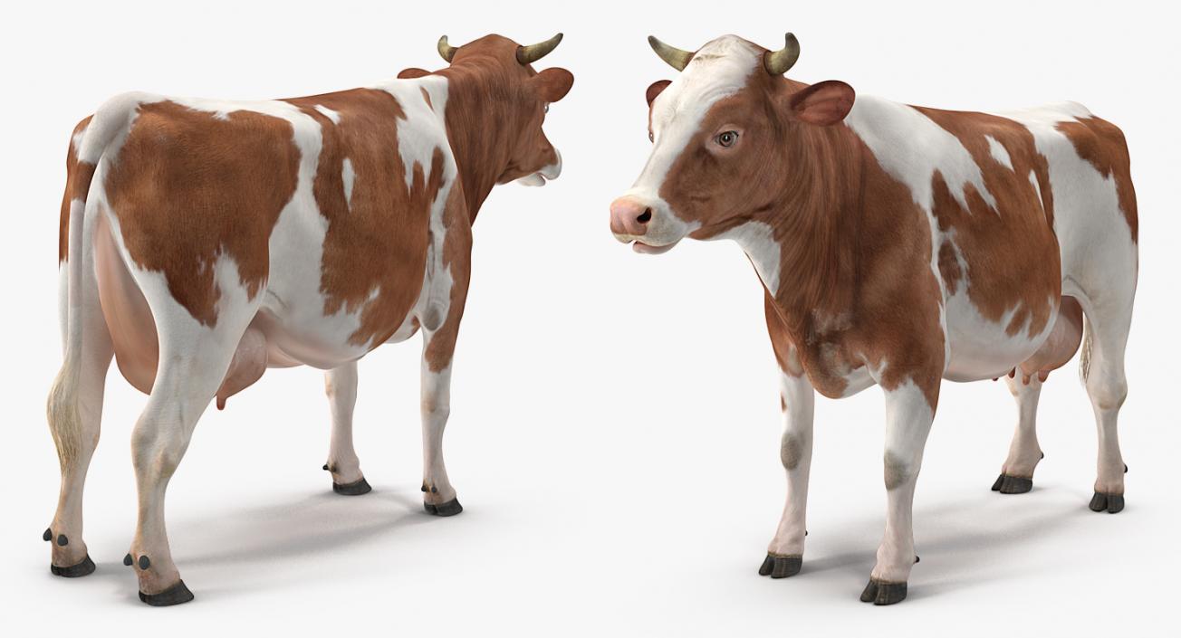 3D model Cow Rigged