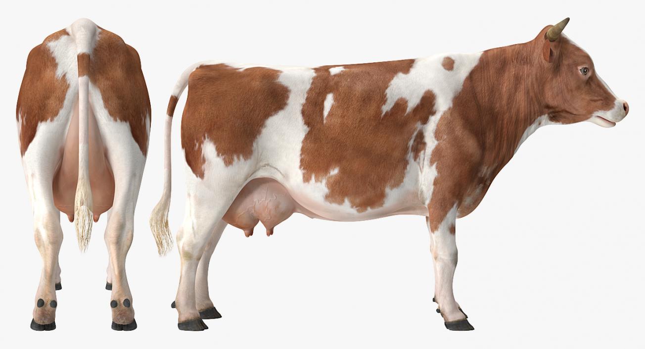 3D model Cow Rigged