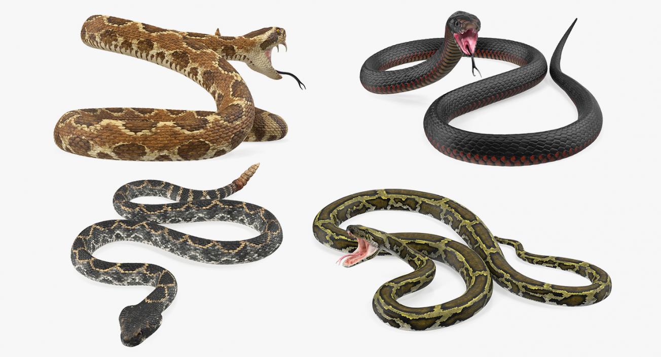 Snakes 3D Models Collection 2 3D model