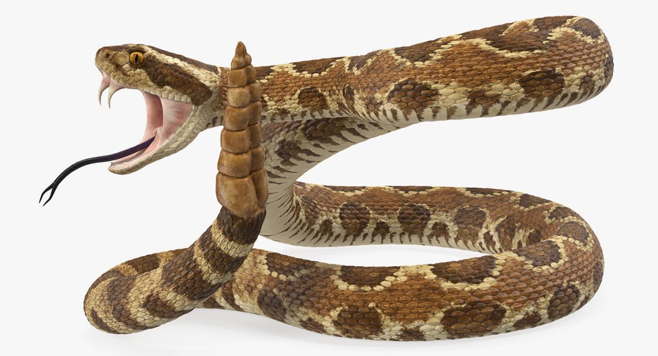 Snakes 3D Models Collection 2 3D model