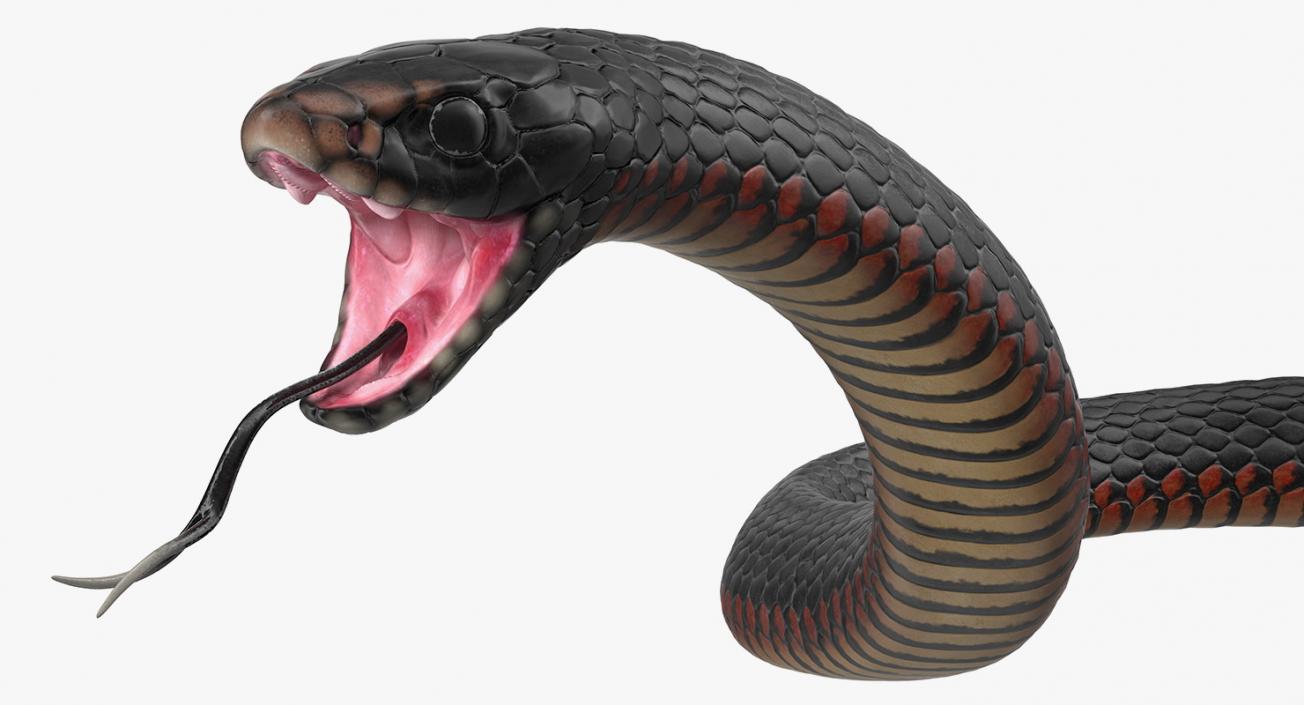 Snakes 3D Models Collection 2 3D model