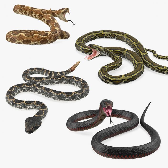 Snakes 3D Models Collection 2 3D model