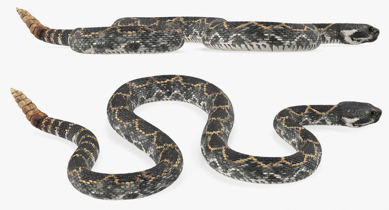 Snakes 3D Models Collection 2 3D model