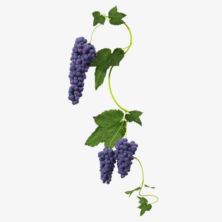 3D Black Bunch Of Grapes On Branch