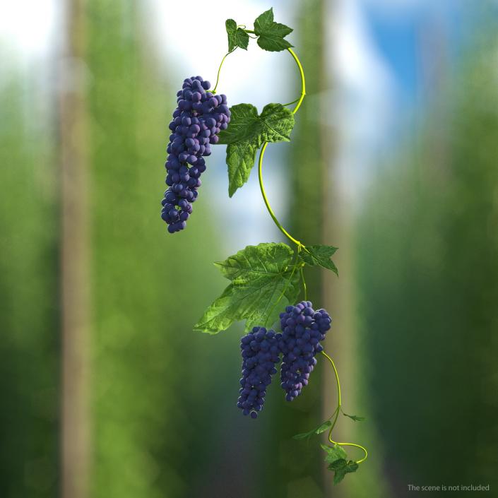 3D Black Bunch Of Grapes On Branch