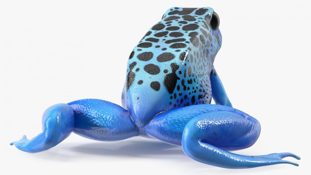 3D Blue Poison Dart Frog