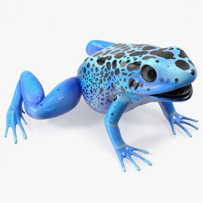 3D Blue Poison Dart Frog