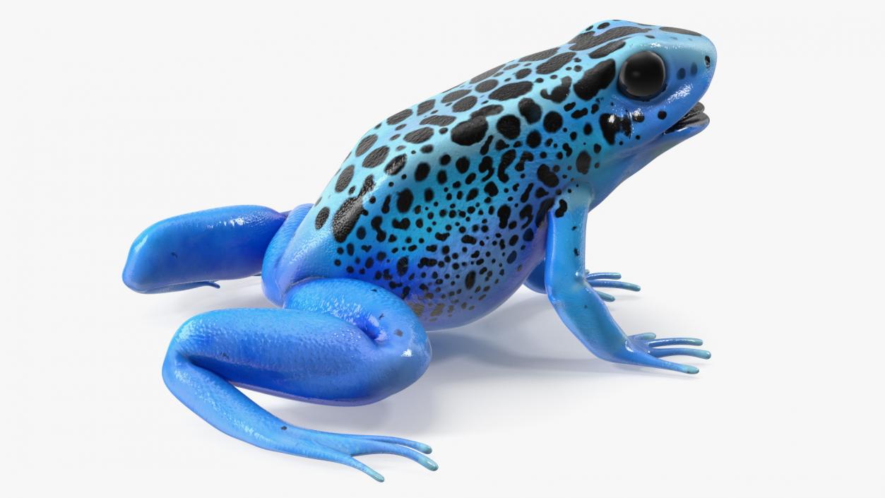 3D Blue Poison Dart Frog