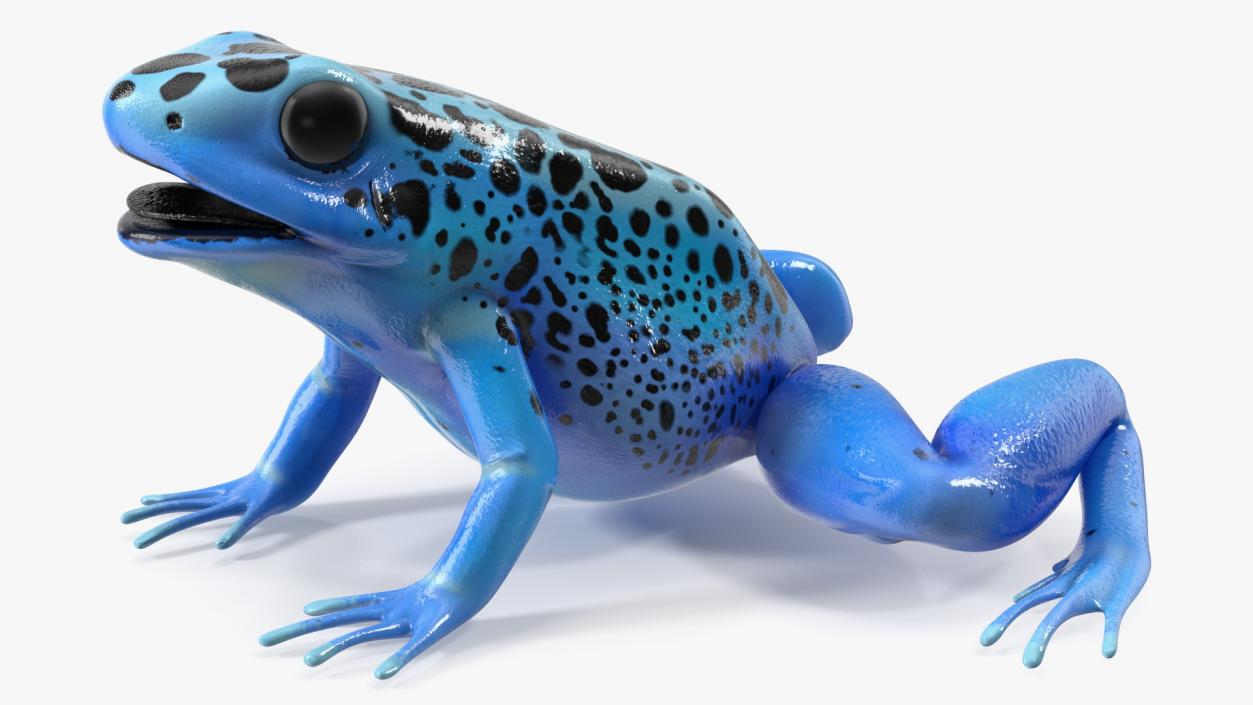 3D Blue Poison Dart Frog