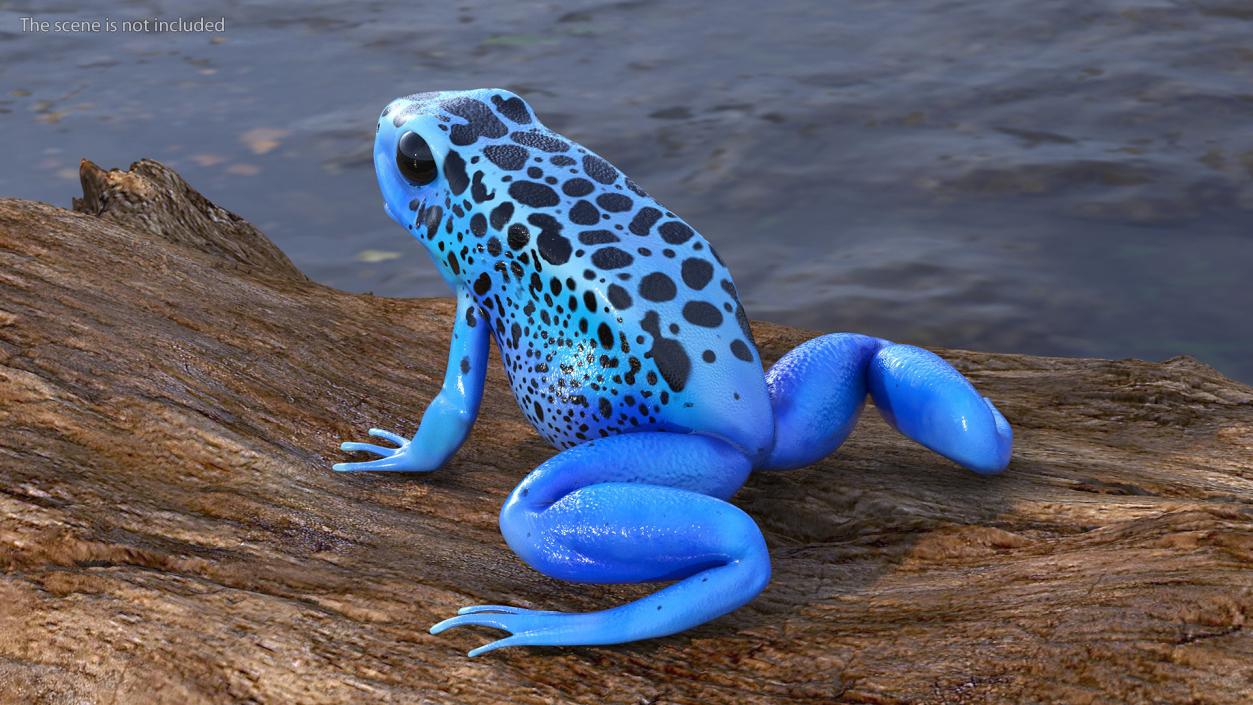 3D Blue Poison Dart Frog