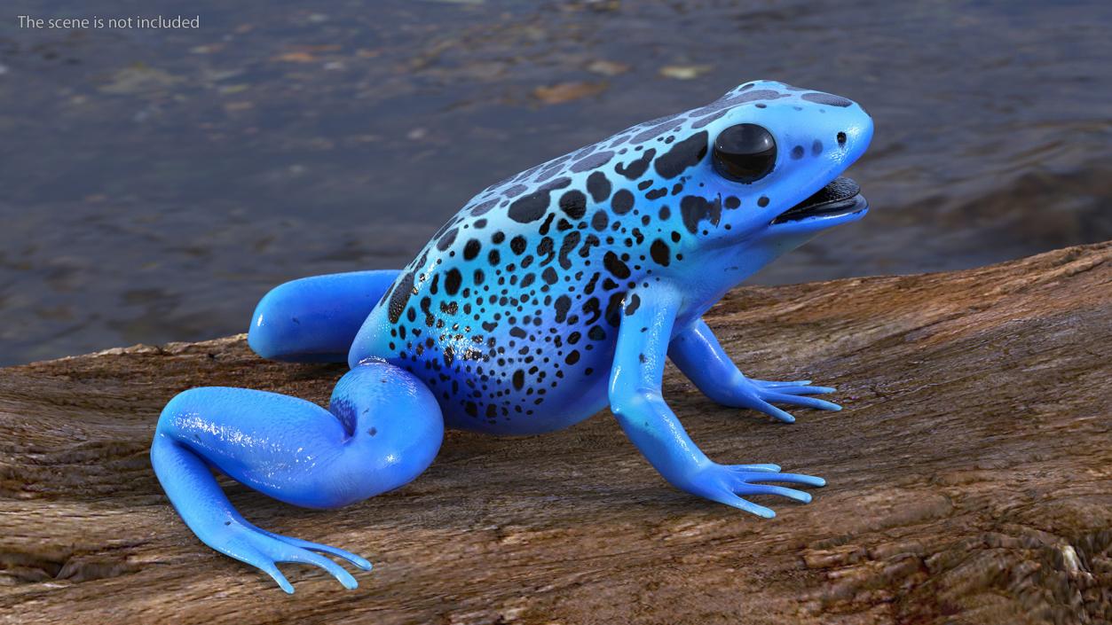 3D Blue Poison Dart Frog